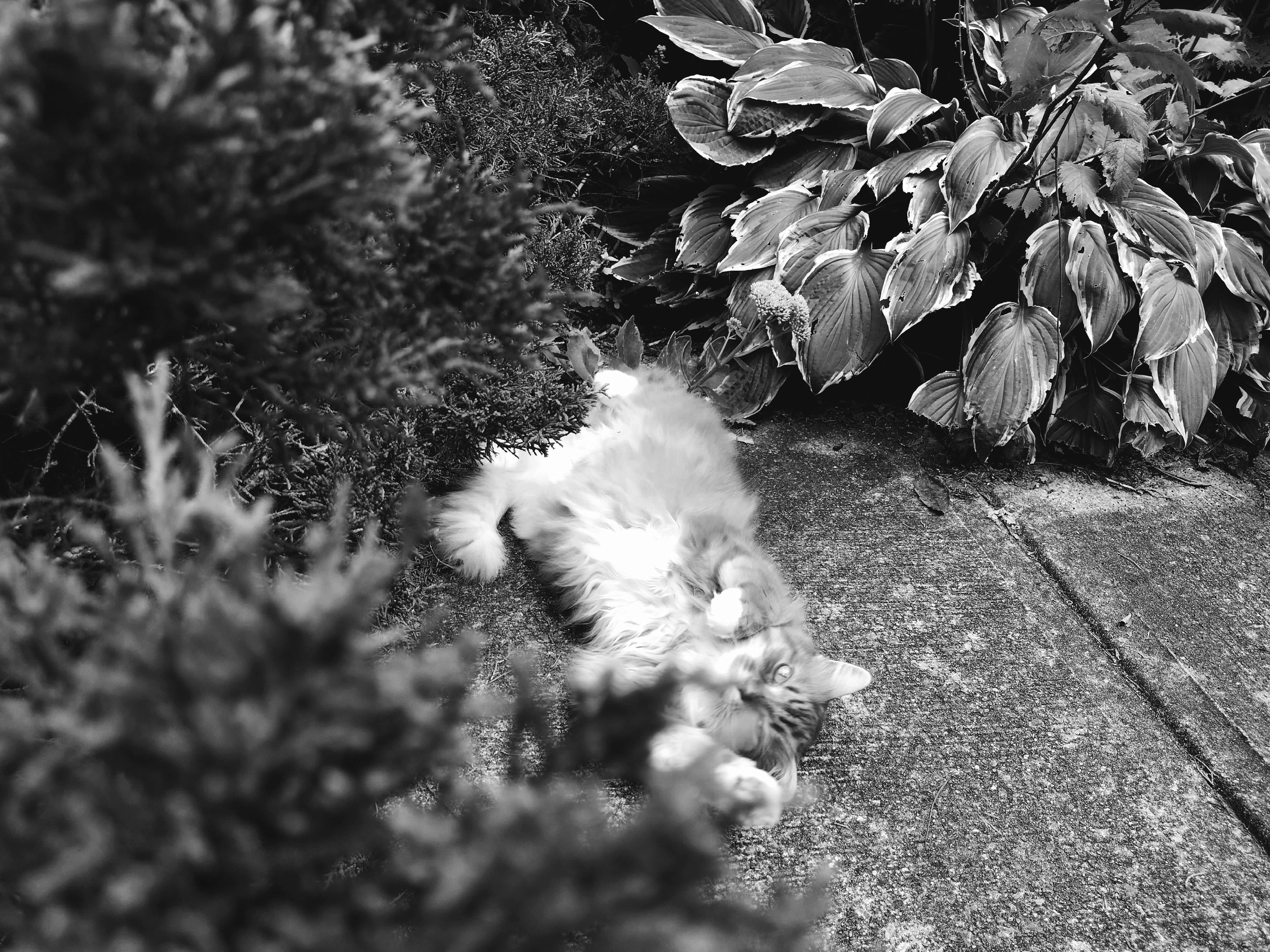 My cat Mama rolling around on the ground, photo © jvadair 2023